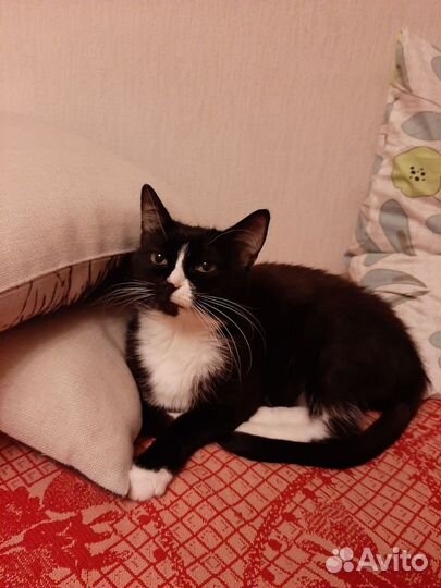 Передержка котов/кошек в квартире