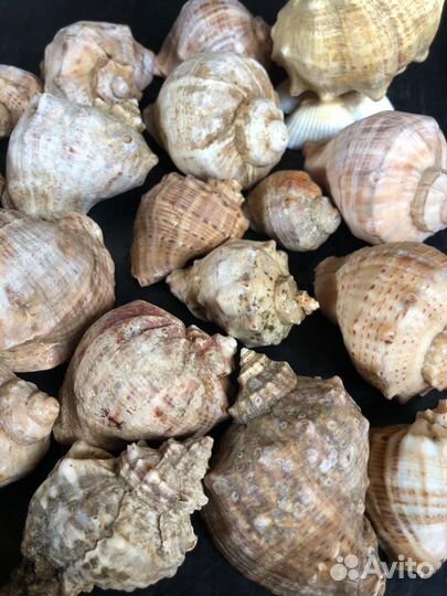 Набор морских, крупных ракушек
