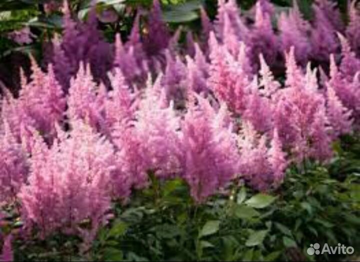 Продам рассаду Крыжовника, Вишни, Клубники