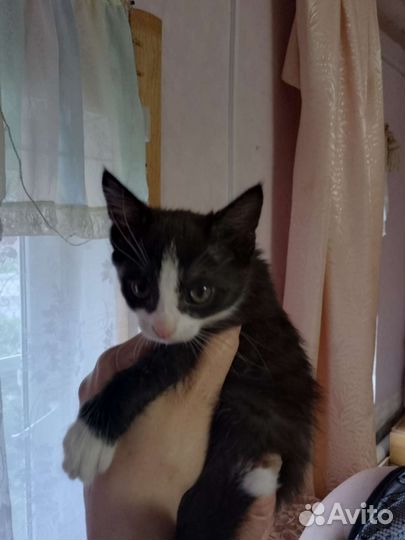 Котята в добрые руки бесплатно