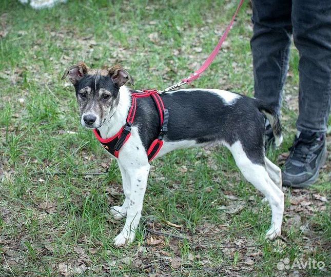 Щенок 6 месяцев ищет дом