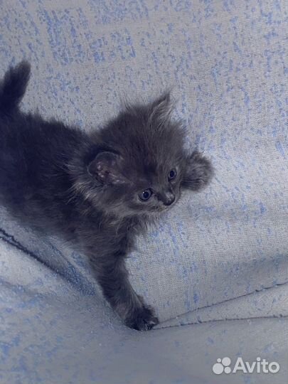 Котята в добрые руки даром