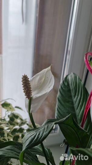 Продам цветы комнатные