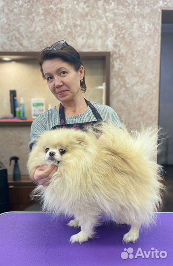 Груминг стрижка собак