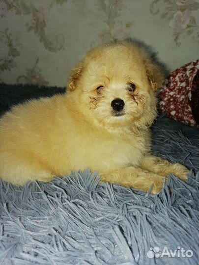 Помапу мальчик