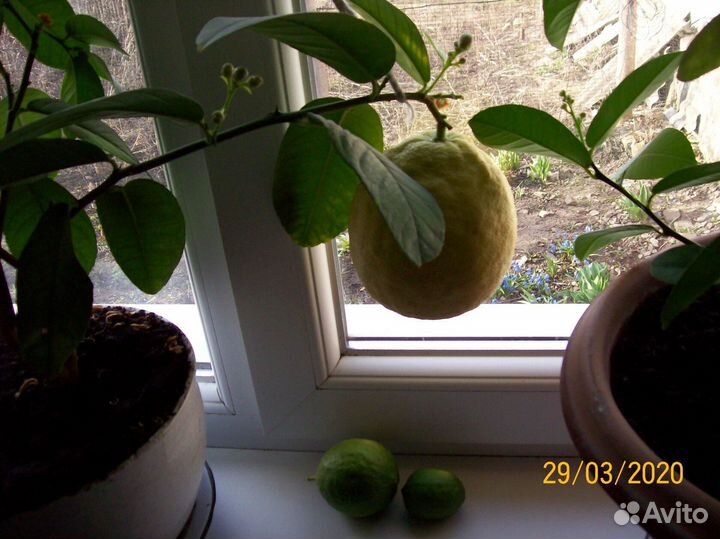 Лимонное дерево