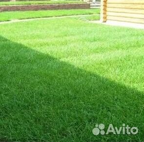 Укладка газона