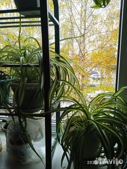 Хлорофитум