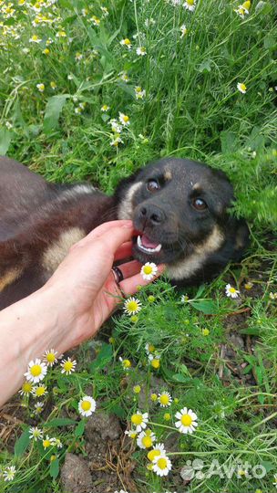 Собака ищет дом