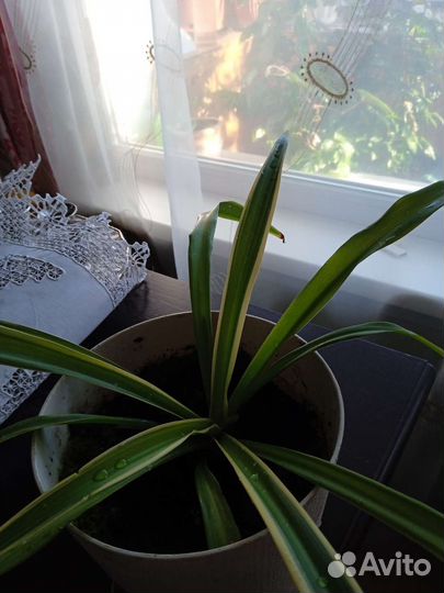 Хлорофитум