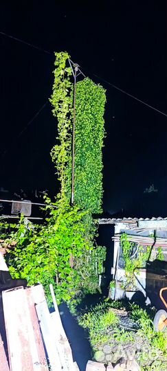 Хмель шишковой Cascade для пивоварения