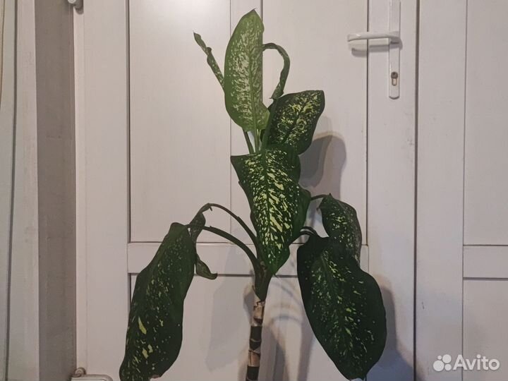 Диффенбахия