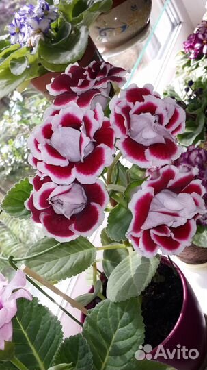 Комнатные растения цветы, глоксинии