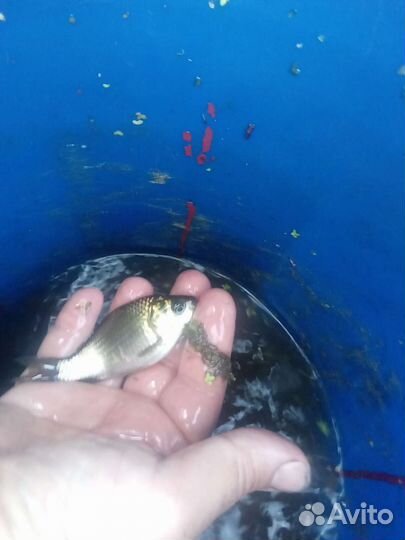 Живец карась