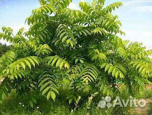 Саженцы Манчжурского ореха 2х-летки (50- 70 см)