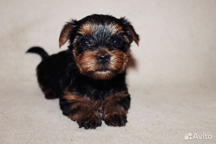 Йоркширский терьер мини