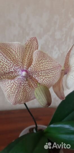 Орхидея фаленопсис калейдоскоп