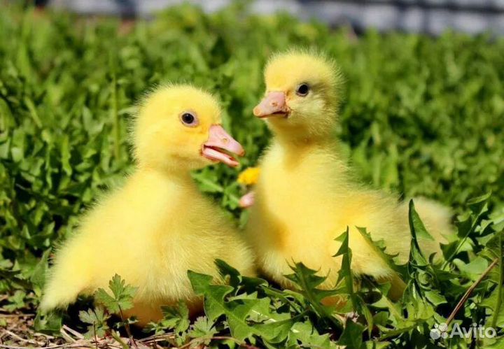 Подрощенные Гусята Линда оптом и в розницу