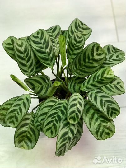 Калатея Бурле Маркс