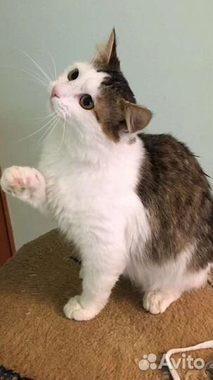 Котики бесплатно в добрые руки