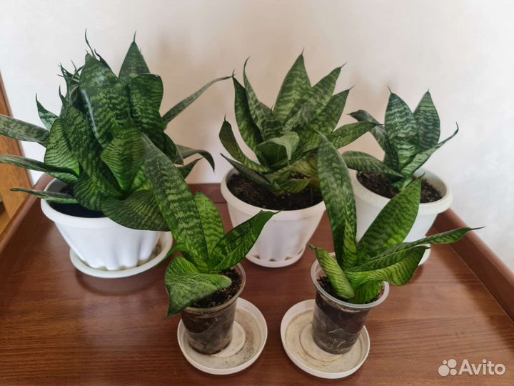 Сансевиерия