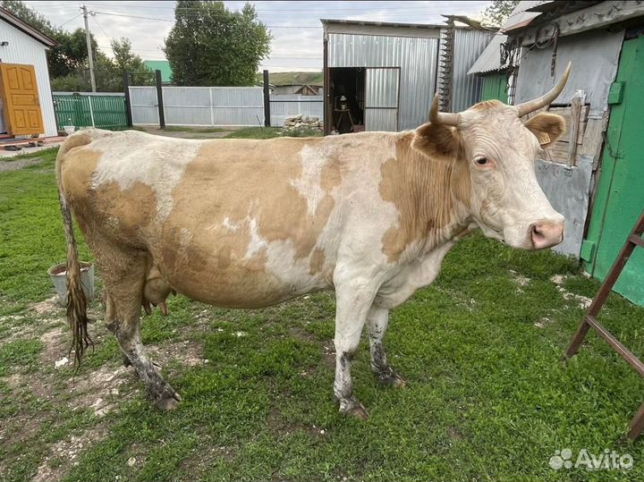 Корова дойная