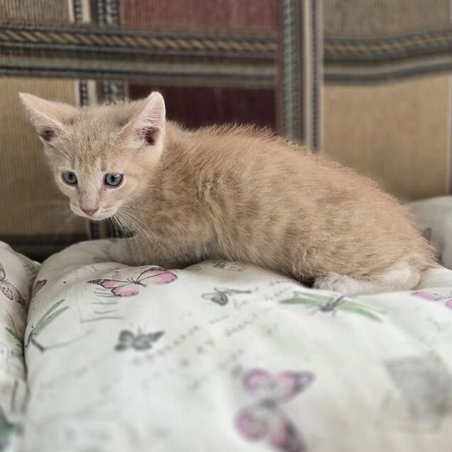 Котёнок в добрые руки