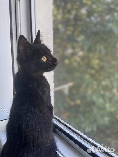 Отдам котенка