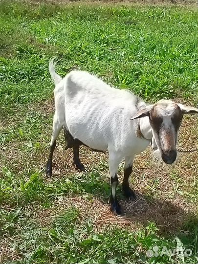 Козы: Зааненская, Альпийская