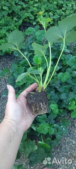 Рассада клубники Крапо 10