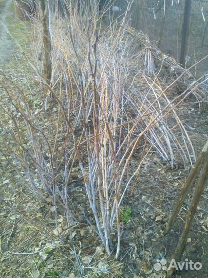 Малина сорт Барнаульская