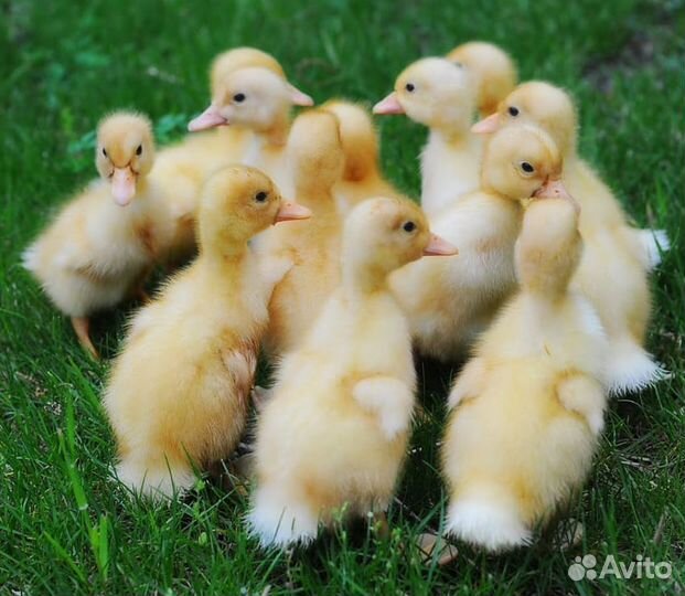 Цыплята
