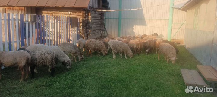 Овцы бараны