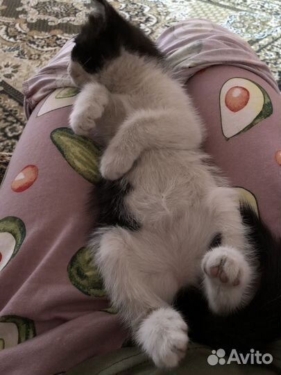 Котенок, девочка