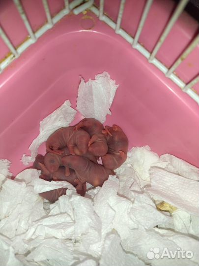 Крыса дамбо