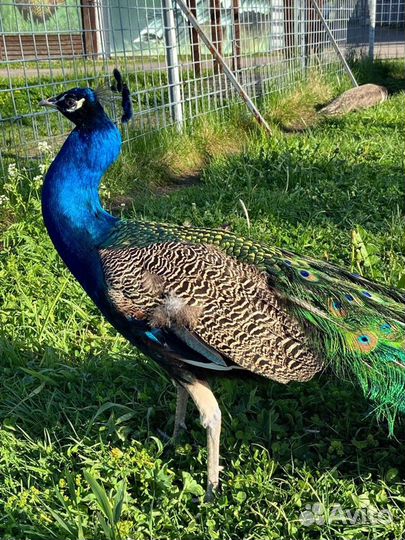 Экскурсия — Сортавала — Карельский зоопарк и прогу