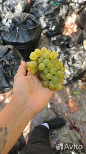 Виноград ркацители