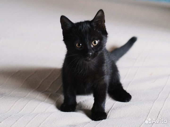 Ласковый, умный чёрный котёнок 2 мес
