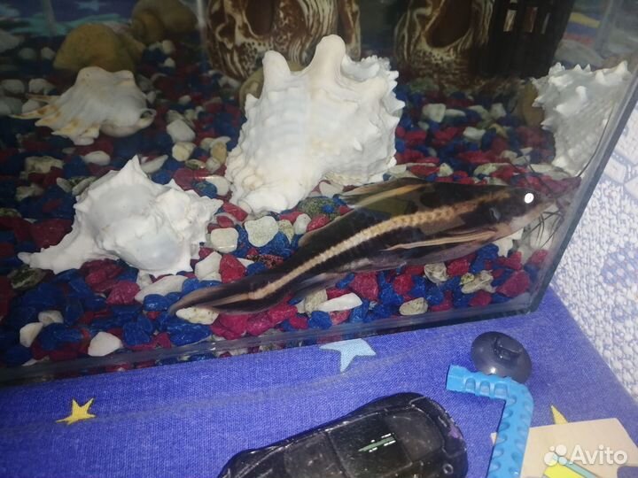 Аквариум с рыбками