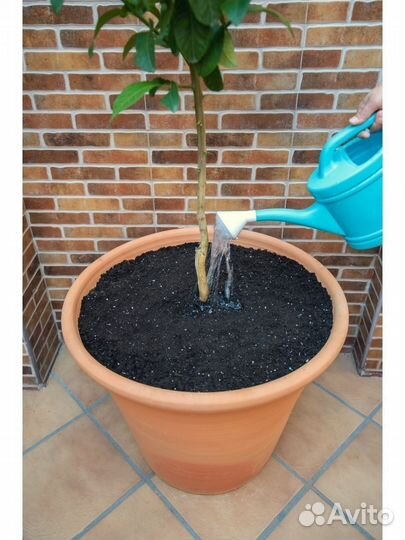 Грунт для цитрусовых 5 л