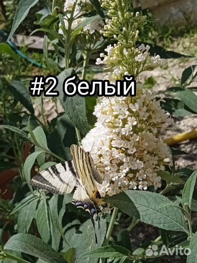 Буддлея Давида