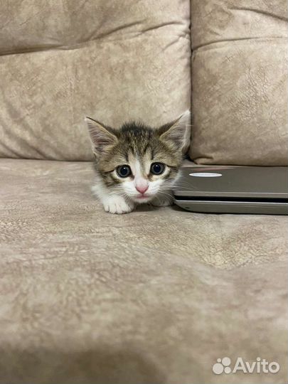 Котенок в добрые руки