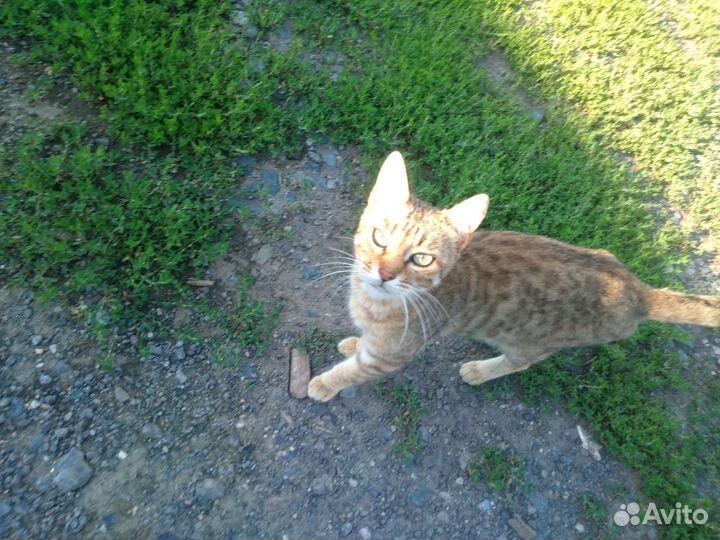 Бенгальская кошка бесплатно