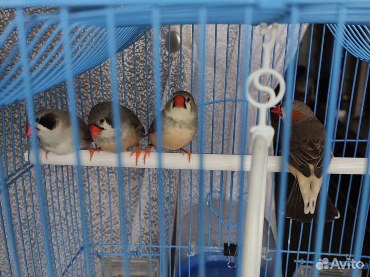 Амадины с клеткой
