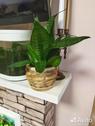 Сансевиерия