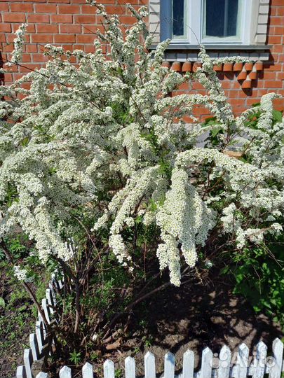 Спирея, флоксы