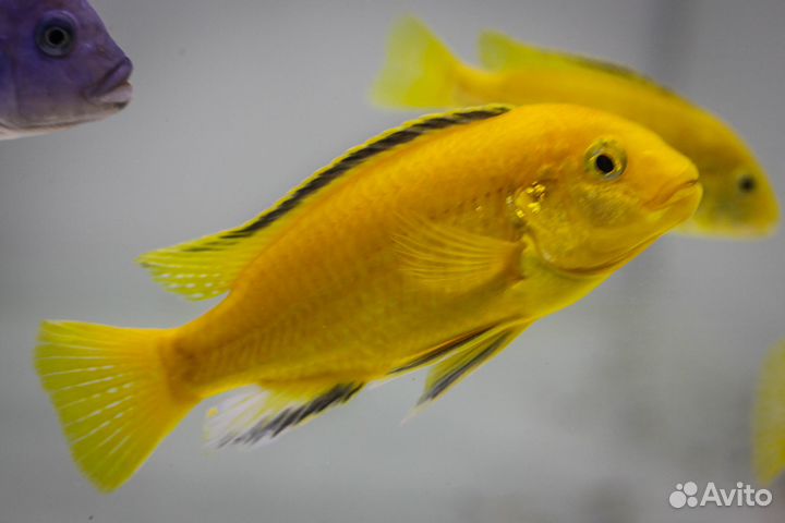 Еллоу и Голубая зебра