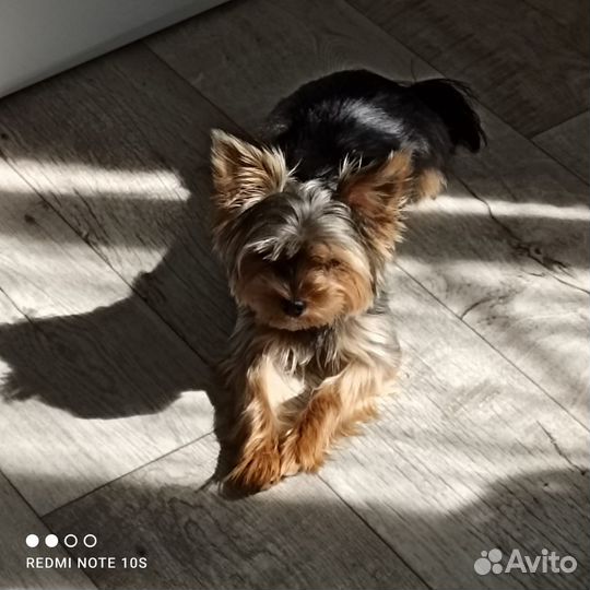 Йоркширский терьер