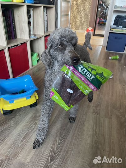 Передержка животных