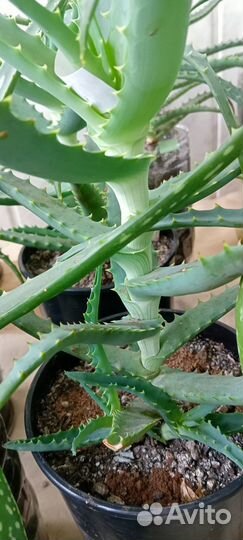 Алоэ гигант Древовидное и Вера